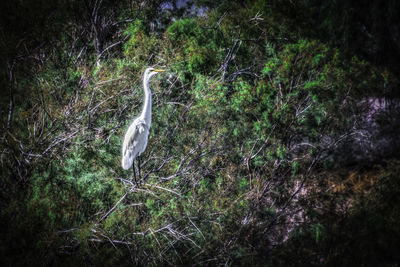 High angle view of gray heron on field