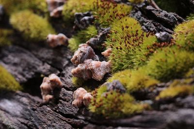 Close-up of mushrooms growing on rock