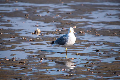 Seagulls perching on a lake