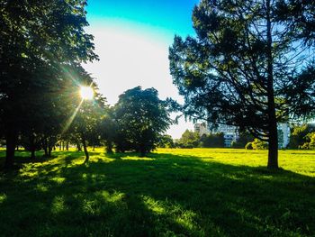 Trees on grass against sky during sunset