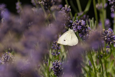 Close-up of butterfly on purple flowering plant