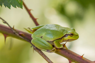 Close-up of a lizard on branch