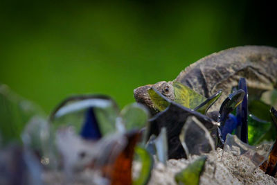 Close-up of a reptile on a land