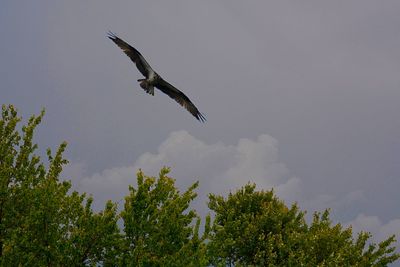 Low angle view of bird flying against sky