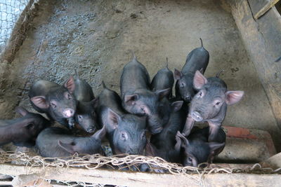 Close-up of snake relaxing outdoors