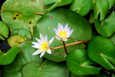 Close-up of water lily on leaves