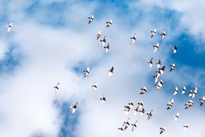 Low angle view of birds flying in sky