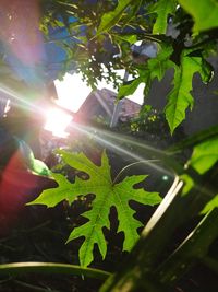 Low angle view of plants against sky