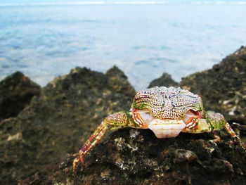 Close-up of turtle on rock