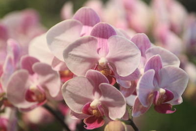 Phalaenopsis