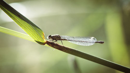 Close-up of damselfly on plant