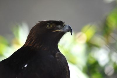 Close-up of a bird