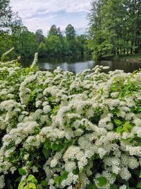 Close-up of flowering plants by lake against sky