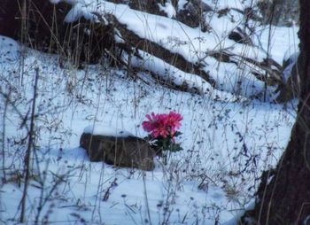 Flowers in snow