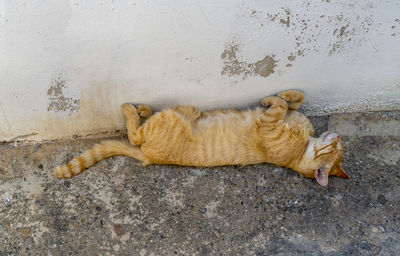 Cat sleeping on wall