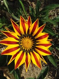 Close-up of yellow flower blooming outdoors