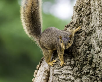 Close-up of squirrel on tree trunk