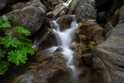 Scenic view of waterfall in forest