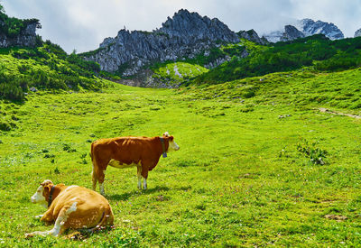 Cow in a field