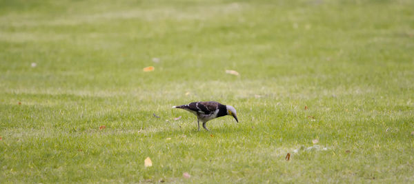 Black bird flying in a field