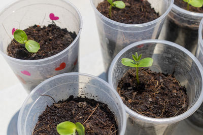 High angle view of potted plants