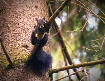Low angle view of bird on tree