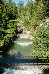 Scenic view of river amidst trees in forest