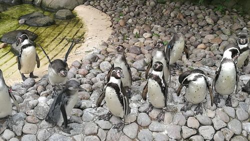 High angle view of birds on cobblestone