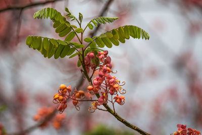 Close-up of berries growing on tree