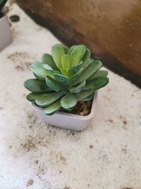 High angle view of potted plant on table