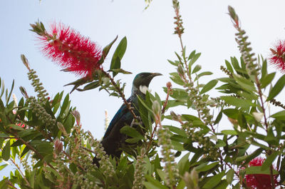 Low angle view of bird perching on tree against sky