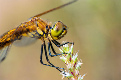 Close-up of insect on flower