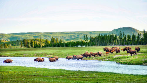 Herd of bison cross river in yellowstone national park