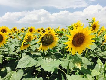 Close-up of sunflower field against sky