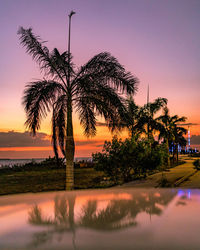 Silhouette palm trees by swimming pool against sky during sunset