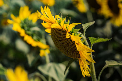 yellow