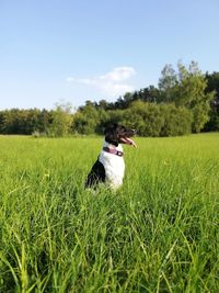 Dog on grassy field against sky