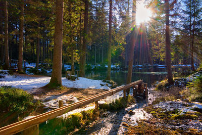 Sunlight streaming through trees in forest