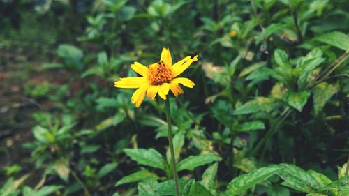 Close-up of yellow flower blooming in field