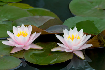 Close-up of lotus water lily in lake