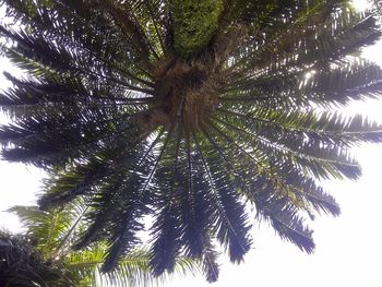 Low angle view of palm tree against sky