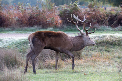 Deer in a field