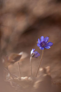 Close-up of purple flowering plant