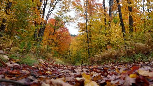 Surface level of trees in forest