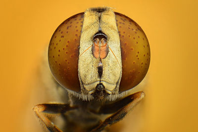 Close-up of insect on yellow background