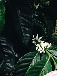 Close-up of white flowers