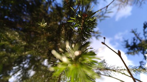 Low angle view of pine tree