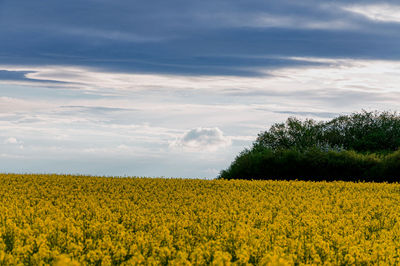 Scenic view of oilseed rape field against sky