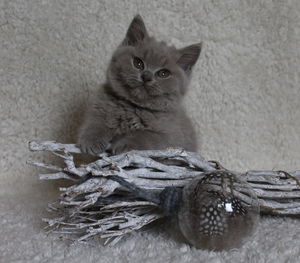 Portrait of cat sitting on floor