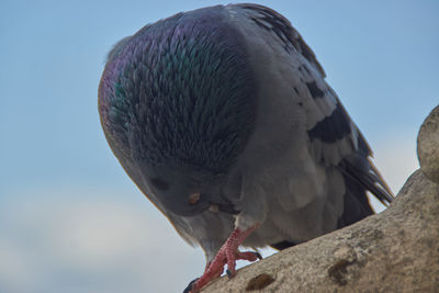 Low angle view of bird perching against clear sky